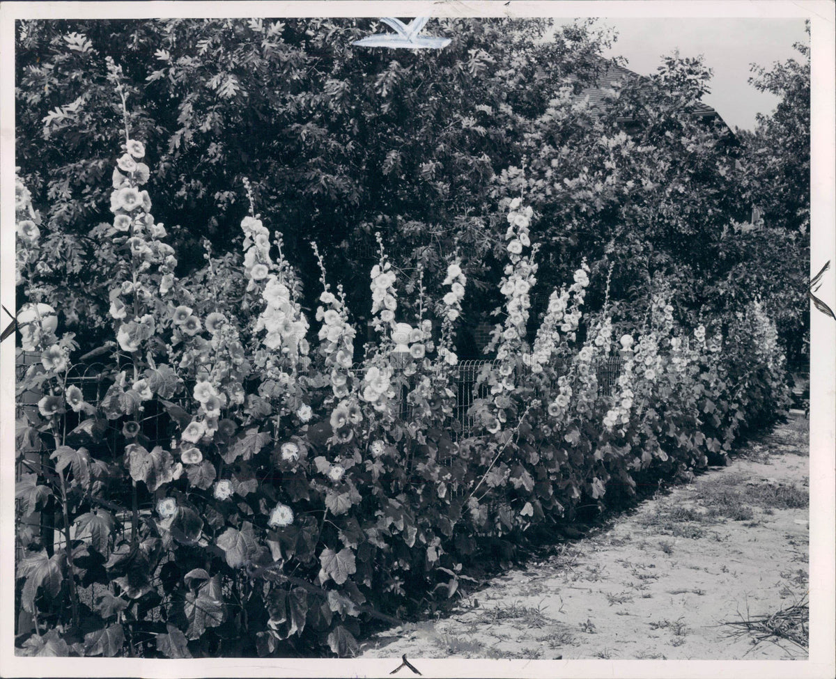 1938 Hollyhock Garden Press Photo - Historic Images