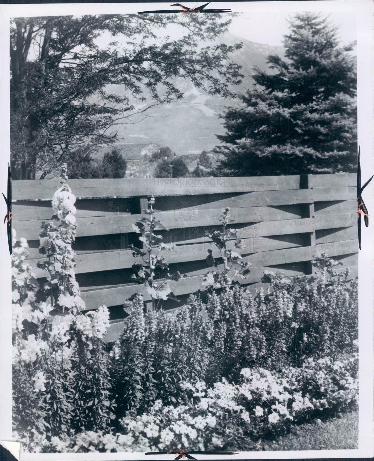 1970 Powderpuff Hollyhock Garden Press Photo - Historic Images