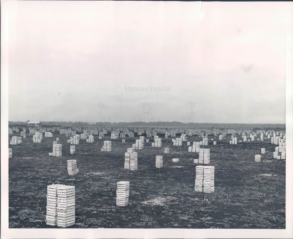 1938 Big Rice Lake Onion Field Press Photo - Historic Images