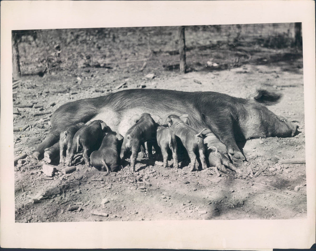 1928 Kansas Hog and Piglet w/ No Tail Press Photo - Historic Images