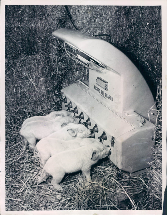 1953 Piglets & Mechanical Foster-Mother Press Photo - Historic Images