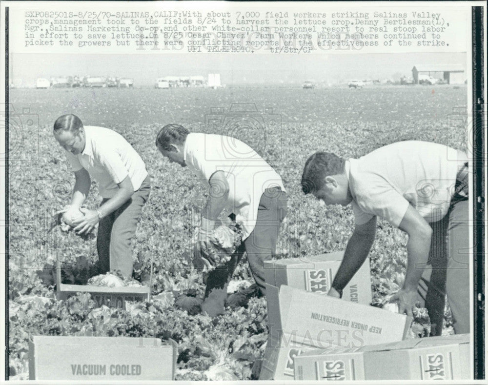 1970 Salinas Valley CA Field Workers Strike Press Photo - Historic Images