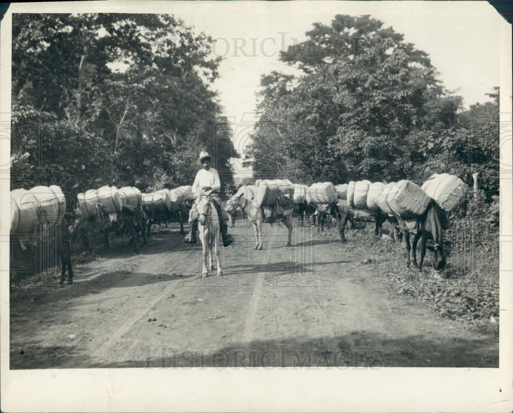 1928 Guatemala Mule Pack Train Press Photo - Historic Images