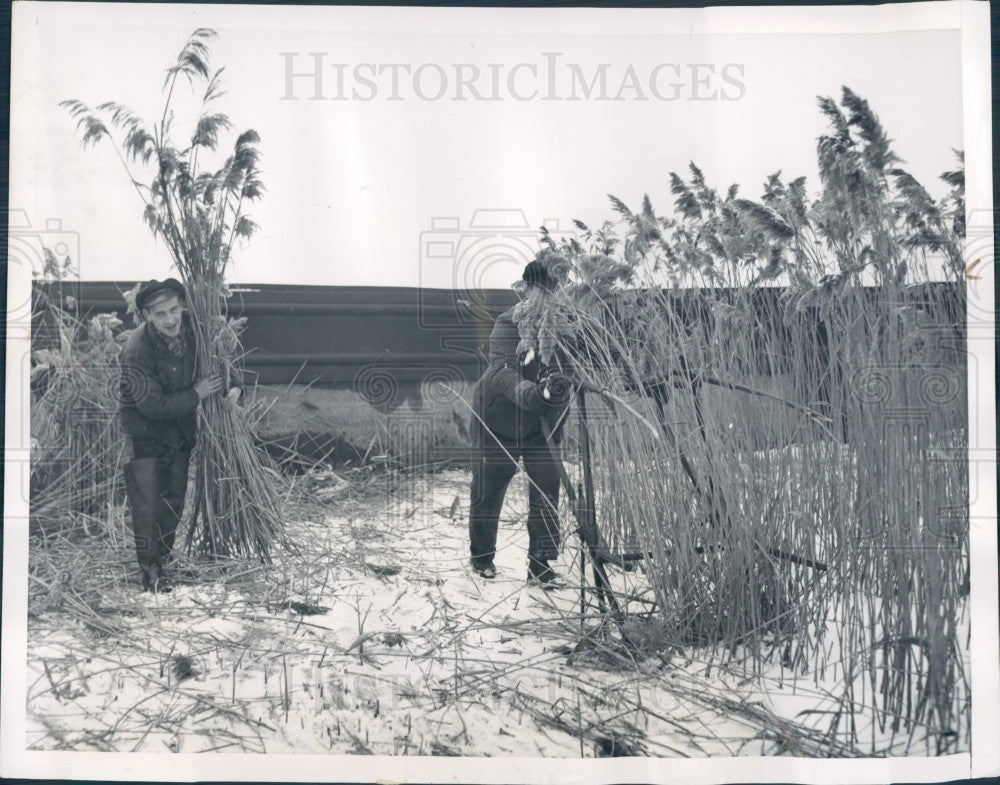 1951 Germany Harvesting Reeds Press Photo - Historic Images