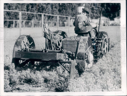 1942 CA Guayule Field Rubber Production Press Photo - Historic Images