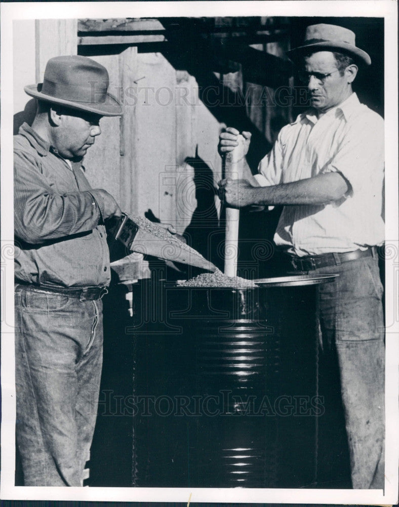 1942 CA Guayule Seeds Rubber Production Press Photo - Historic Images