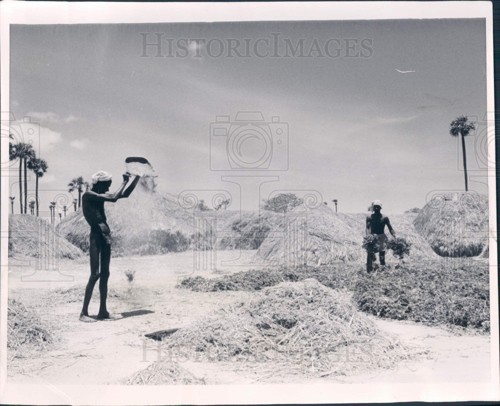 1968 India Rice Harvest Press Photo - Historic Images