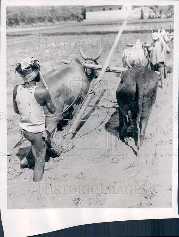 1965 India Rice Farming Press Photo - Historic Images