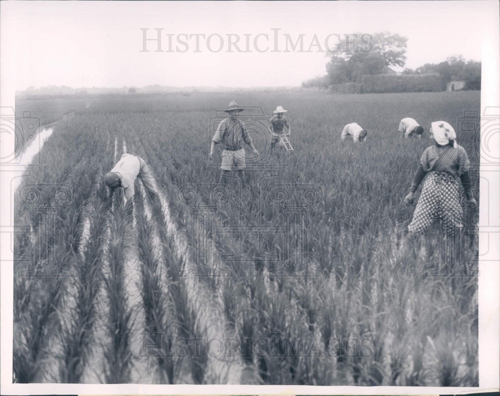 1947 Japan Rice Harvest Press Photo - Historic Images