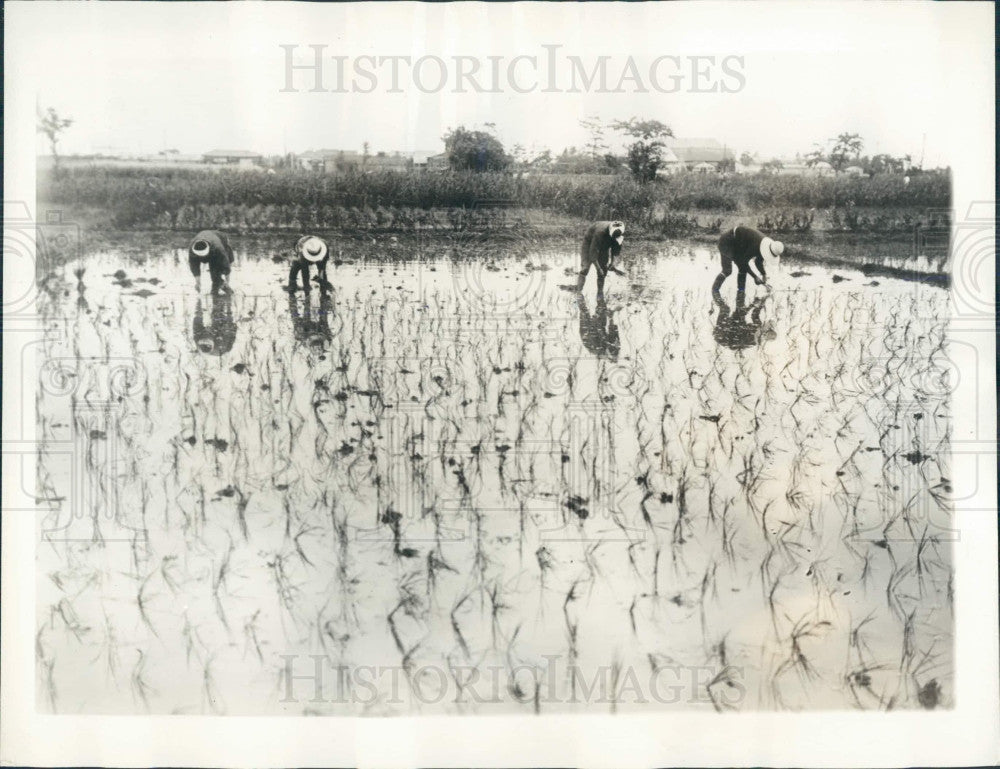 1932 Japan Rice Transplanting Press Photo - Historic Images