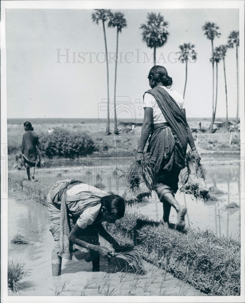 1958 India Rice Transplanting Press Photo - Historic Images