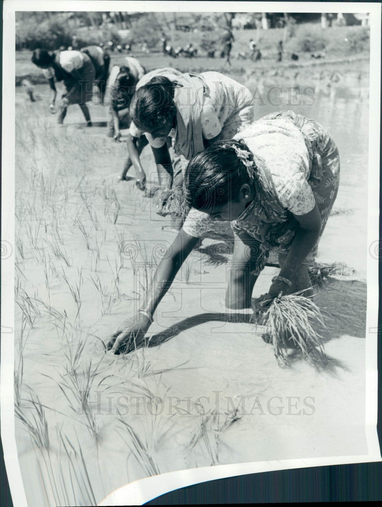 1965 India Rice Transplanting Press Photo - Historic Images