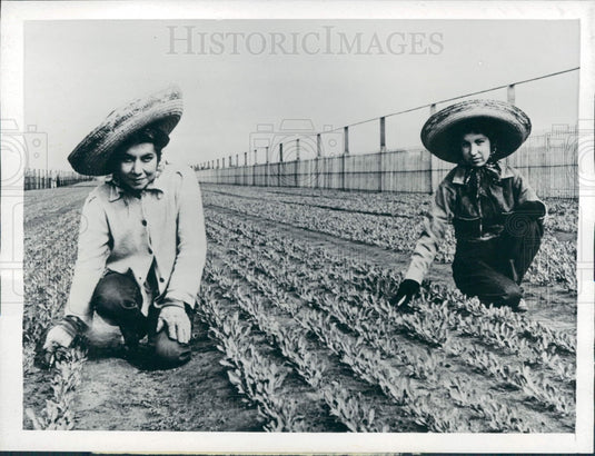 1943 San Diego County Guayule Rubber Plants Press Photo - Historic Images