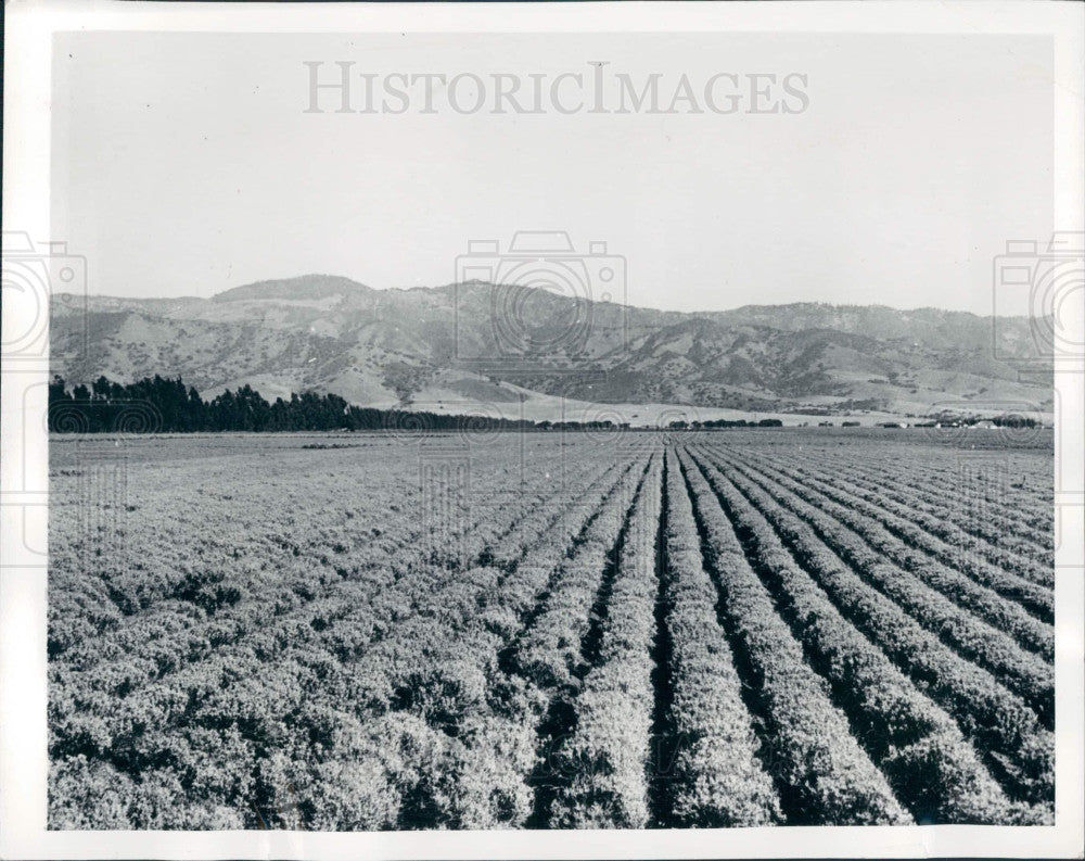 1942 Salinas CA Guayule Rubber Plants Press Photo - Historic Images