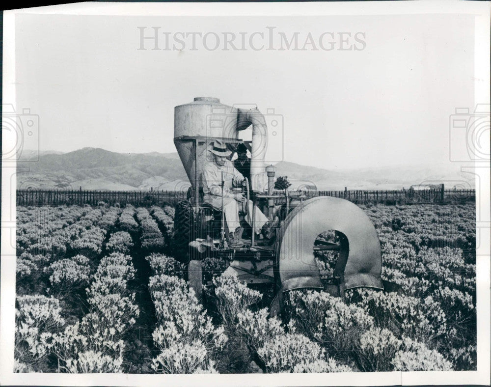 1942 Salinas CA Guayule Rubber Plants Press Photo - Historic Images