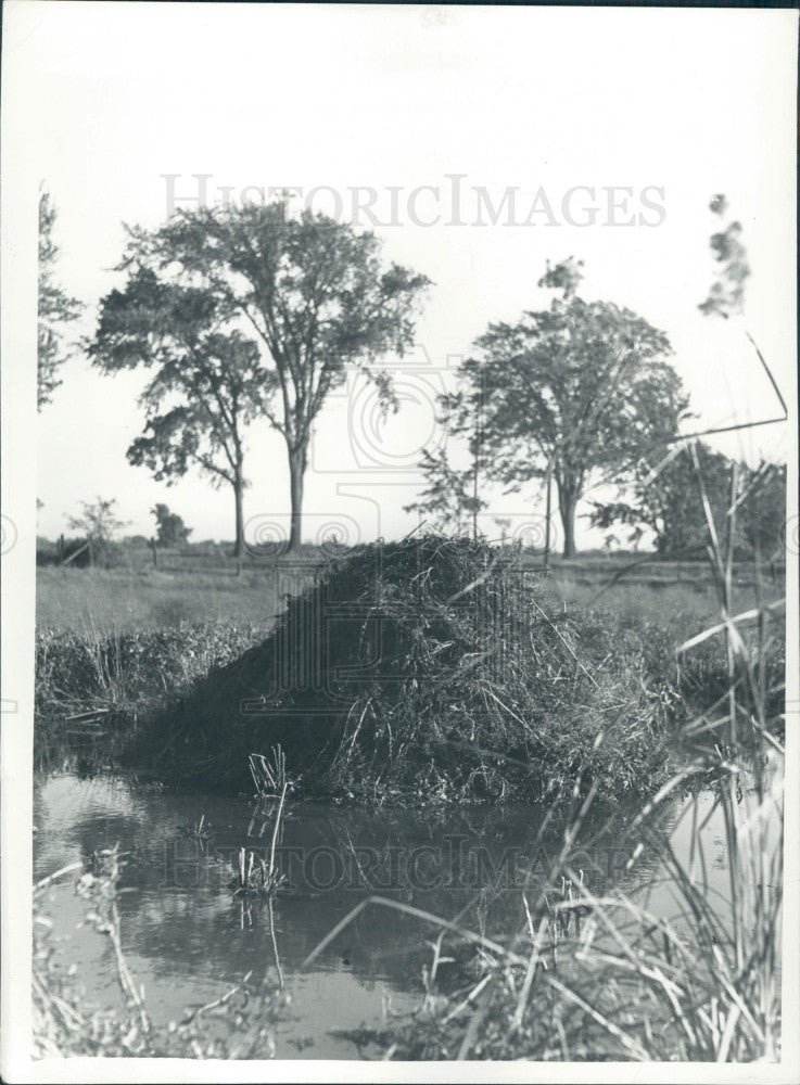 1951 Muskrat House Press Photo - Historic Images