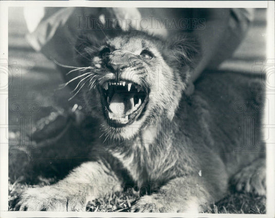 1932 Laughing Lion Cub Press Photo - Historic Images