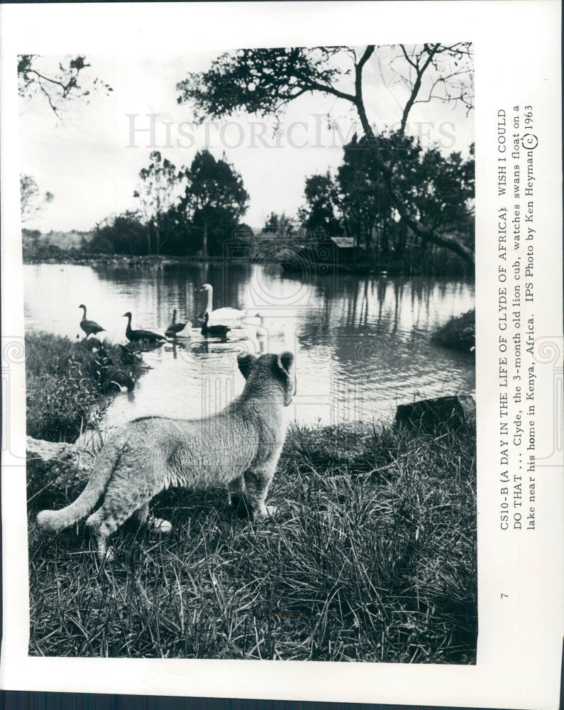 1963 Lion Cub Press Photo - Historic Images