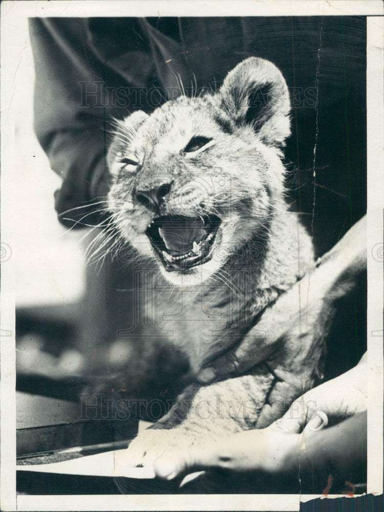 1930 Lion cub Press Photo - Historic Images