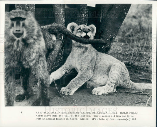 1963 Lion Cub Press Photo - Historic Images
