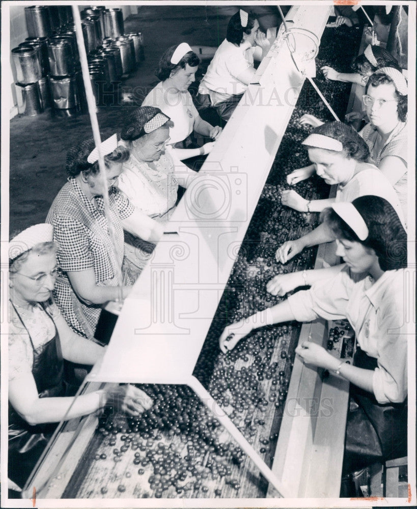 1950 Processing Cherries Press Photo - Historic Images