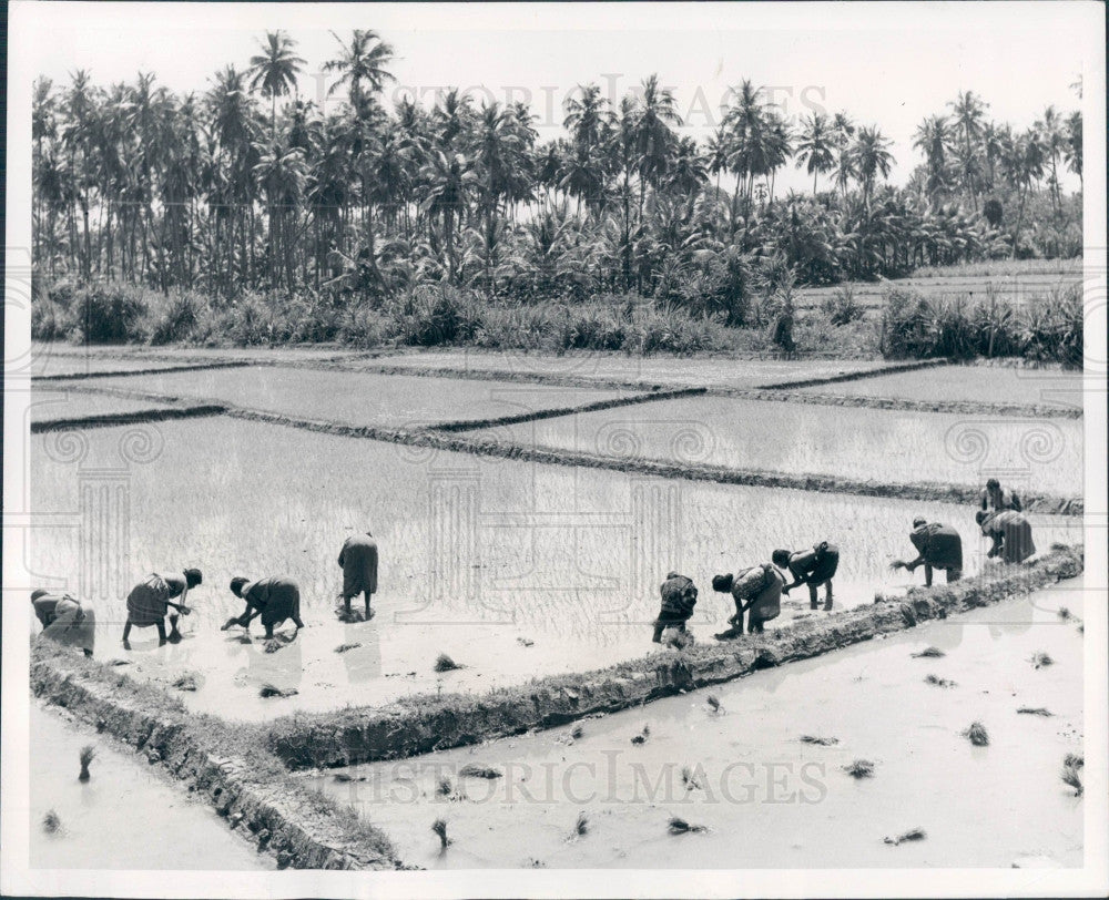 1965 Asia Rice Fields Press Photo - Historic Images