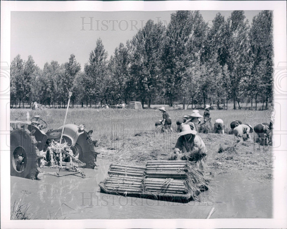 Italian Rice Workers 1954 Italy Rice Harvest Press Photo - Historic Images