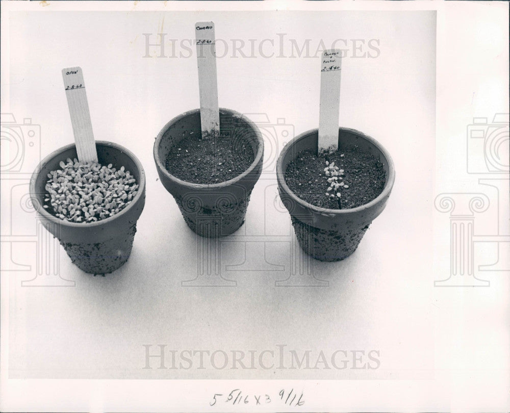 1960 Lepidium Seeds Press Photo - Historic Images