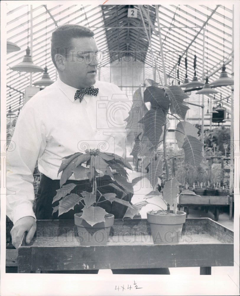 1960 Dept of Agriculture Poinsettias Press Photo - Historic Images