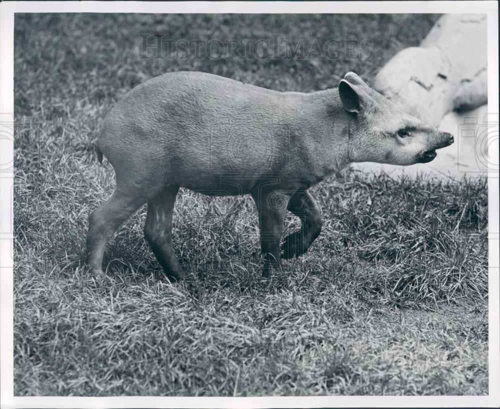 1949 Detroit Zoo Tapir Press Photo - Historic Images