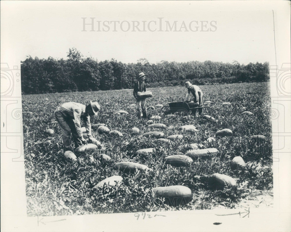 1933 Watermelon Picking Press Photo - Historic Images