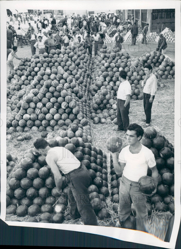 1954 Rome Watermelon Market Press Photo - Historic Images