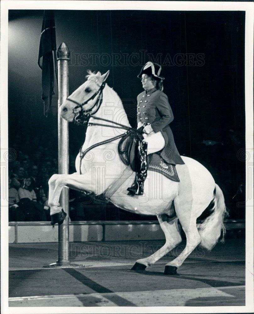 1971 Lipizzan Stallion Press Photo - Historic Images