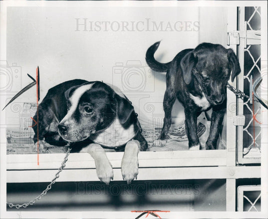 1955 Dogs Receive Inheritance Press Photo - Historic Images