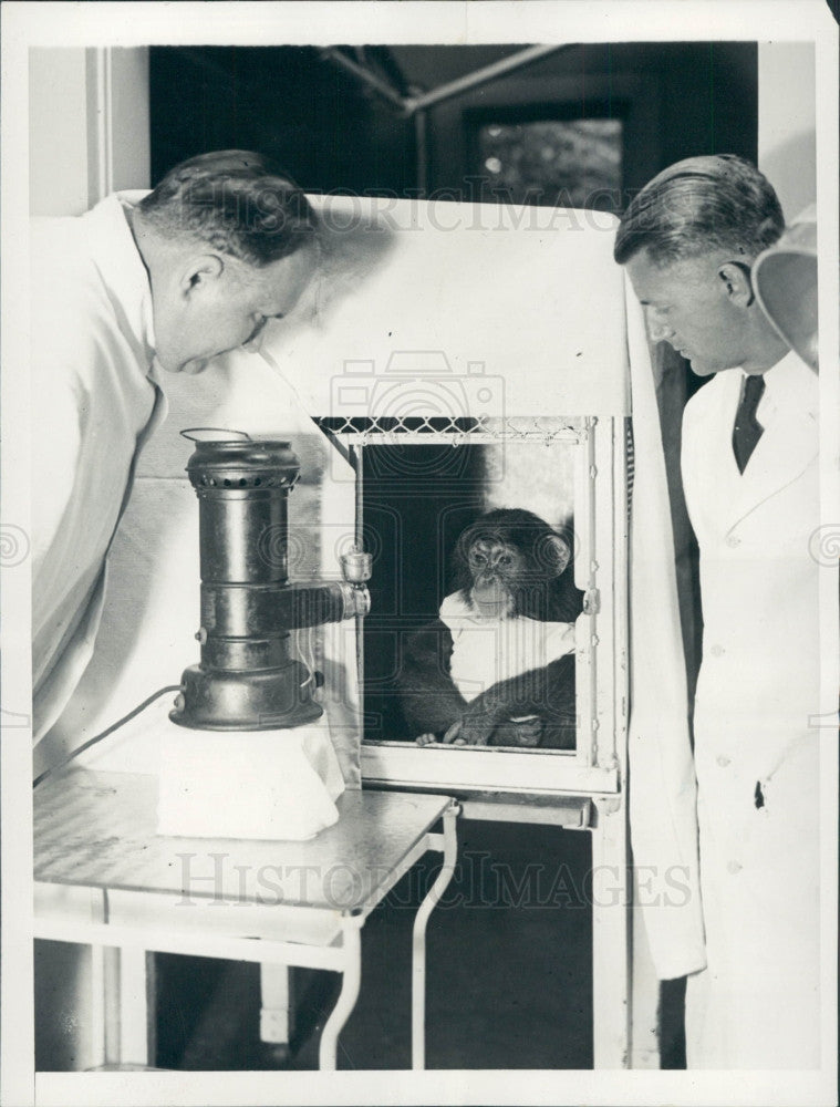 1932 New York Chimp Treated Mech Lung Press Photo - Historic Images