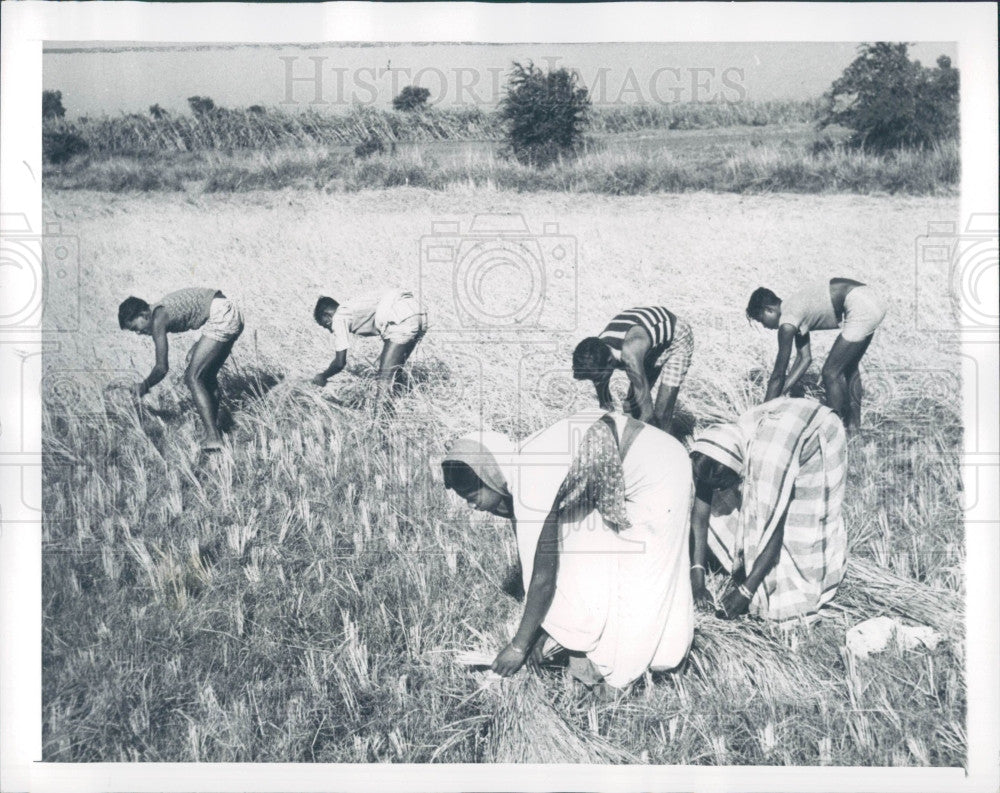 1959 Pakistan Rice Harvest Press Photo - Historic Images