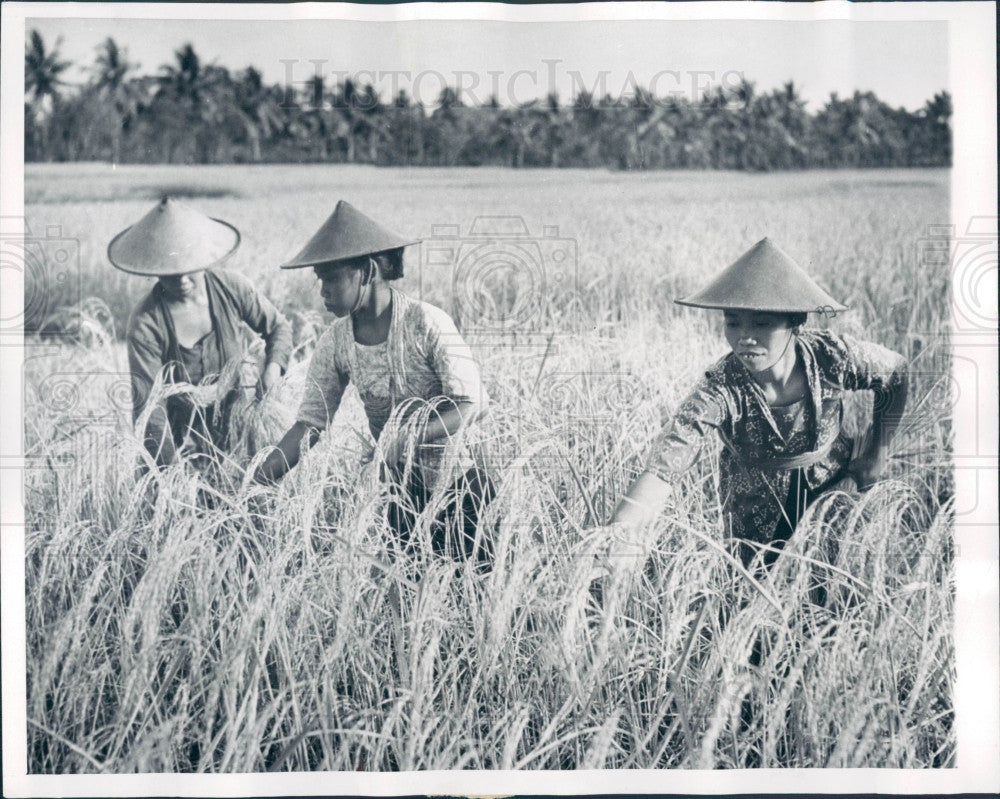 1954 Thailand Rice Harvest Press Photo - Historic Images