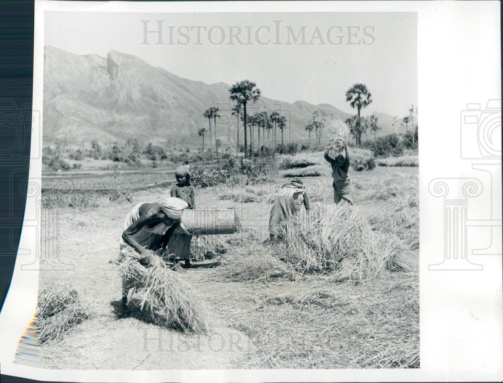 1965 Harvesting Rice Press Photo - Historic Images