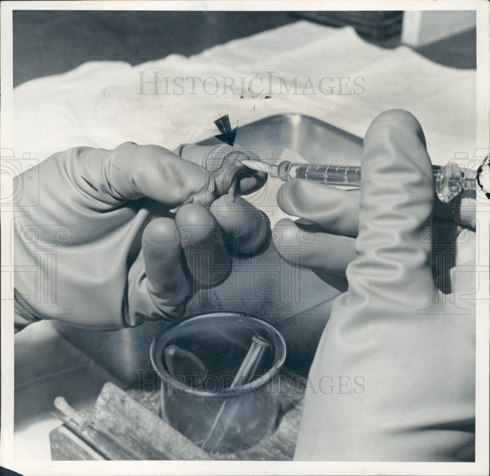 1954 Baby Mouse Being Fed Press Photo - Historic Images