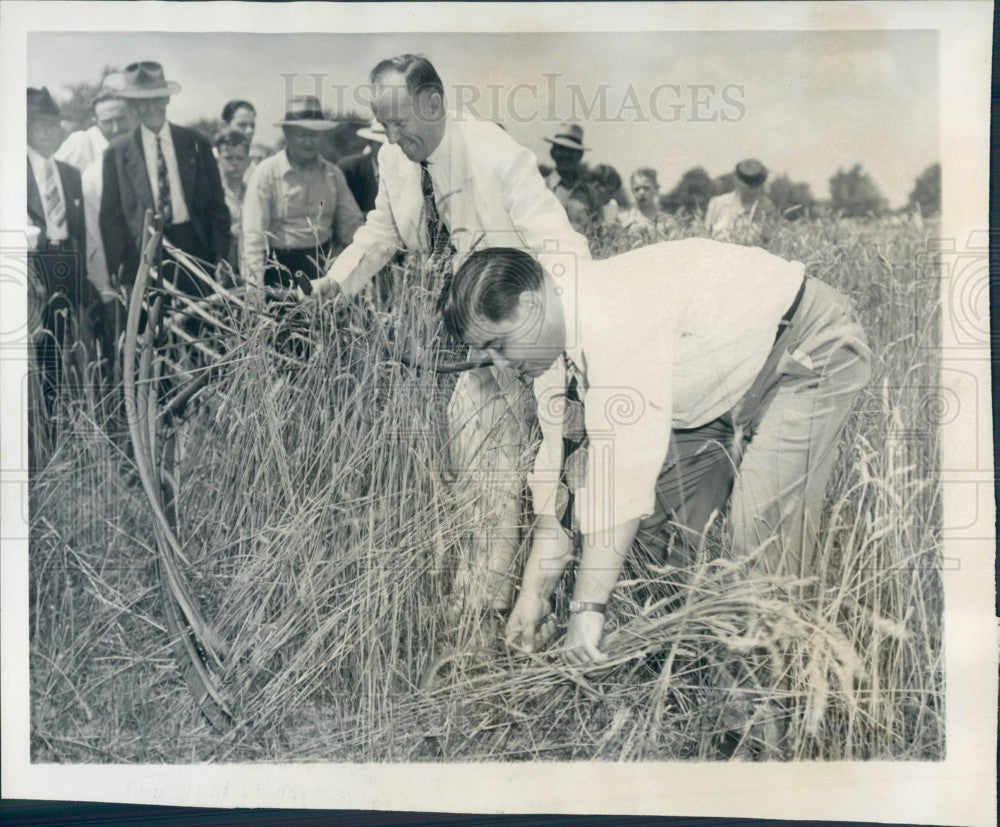 1946 Biblical Wheat Experiment Perry Hayden Press Photo - Historic Images