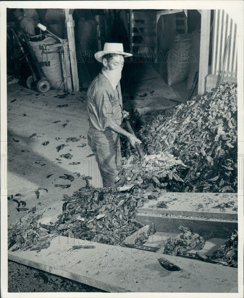 1947 Arizona Pepper Farmers Press Photo - Historic Images