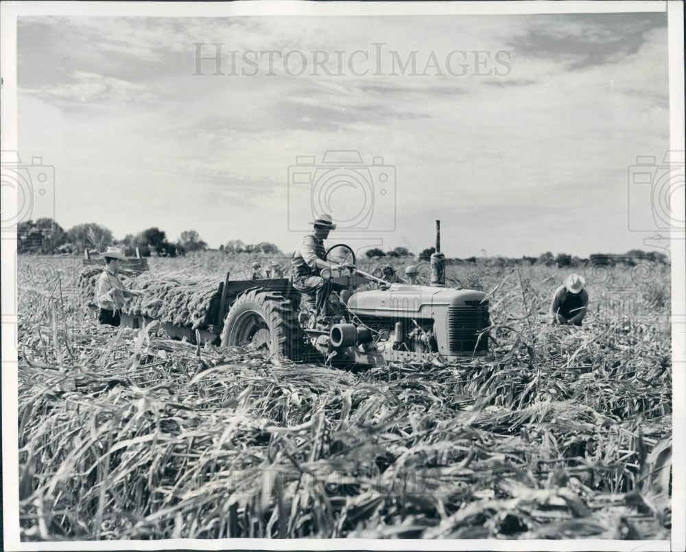 1950 Harvesting Broomcorn Press Photo - Historic Images