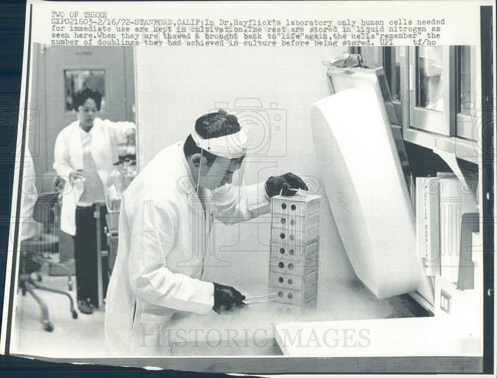 1972 Human Cells Making Vaccines Press Photo - Historic Images