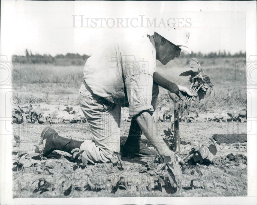 1941 Palm Beach FL Silkworm Farm Press Photo - Historic Images