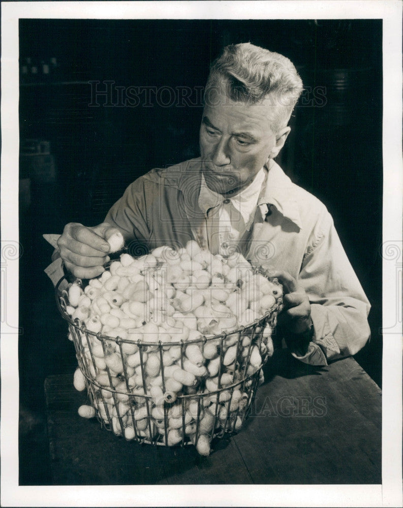 1943 Pierced Silkworm Cocoons Press Photo - Historic Images