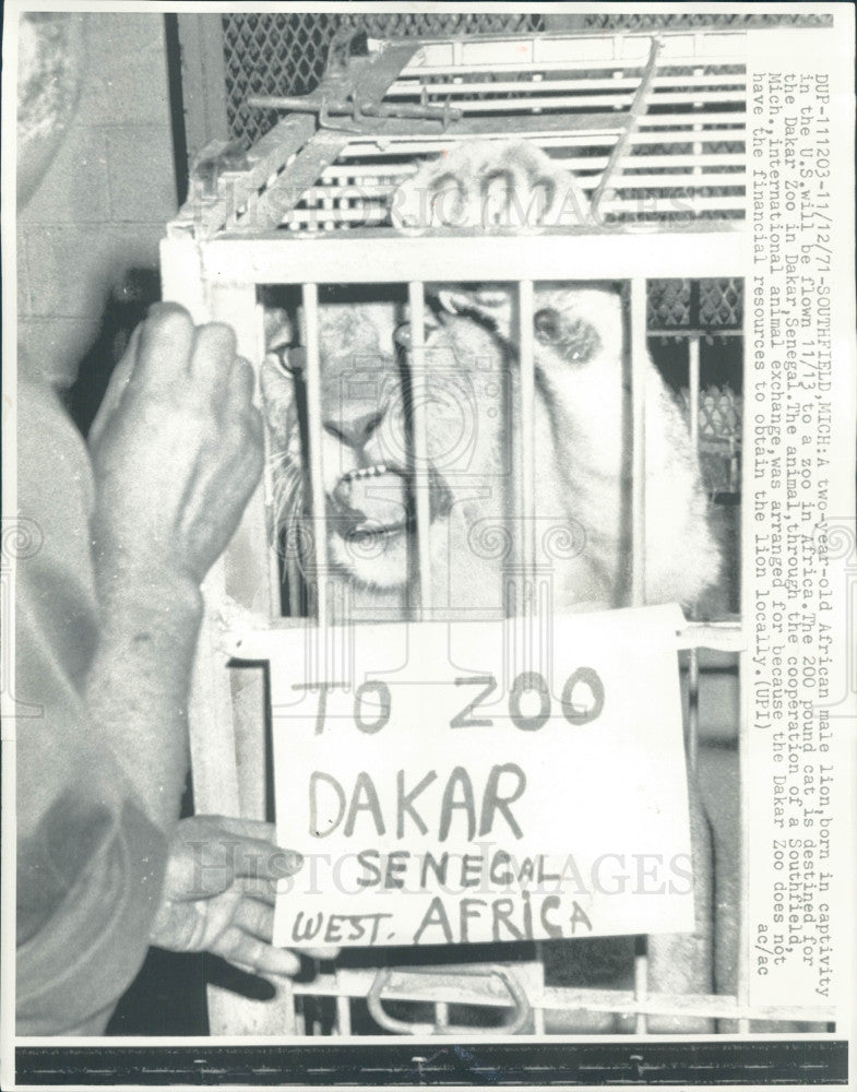 1971 US Born Lion Sent to Dakar Zoo Press Photo - Historic Images