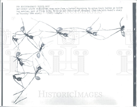 1972 Army Ants Press Photo - Historic Images