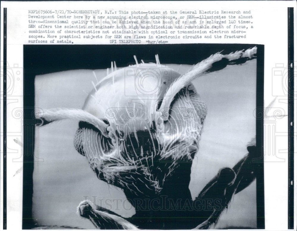 1970 Enlarged Head of an Ant Press Photo - Historic Images