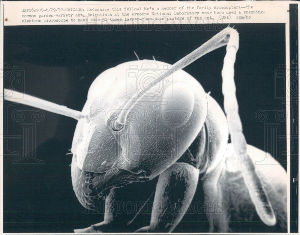 1972 Enlarged Ant Press Photo - Historic Images