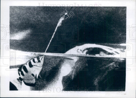 1939 Archer Fish Capturing Spider Press Photo - Historic Images